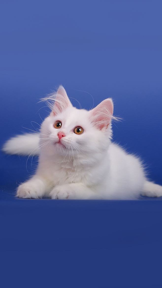 点亮屏幕的萌趣 精选可爱猫咪手机壁纸推荐